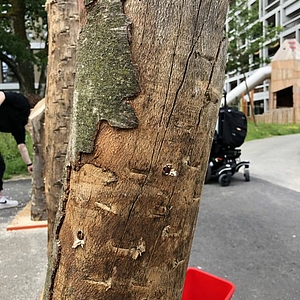 Holz impfen in der Stiftung Rossfeld