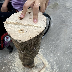 Holz impfen in der Stiftung Rossfeld